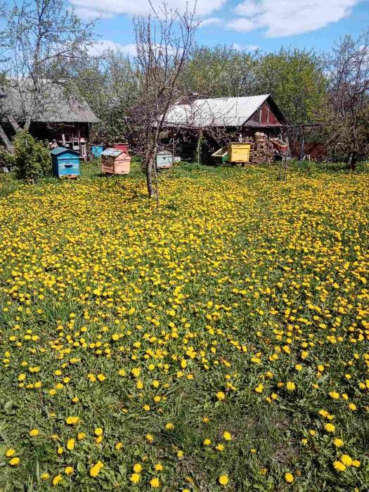 Всемирный день одуванчика